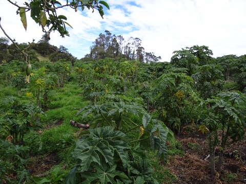 Image of Mountain papaya