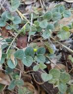 Image of Kickxia spuria subsp. integrifolia (Brot.) R. Fernandes