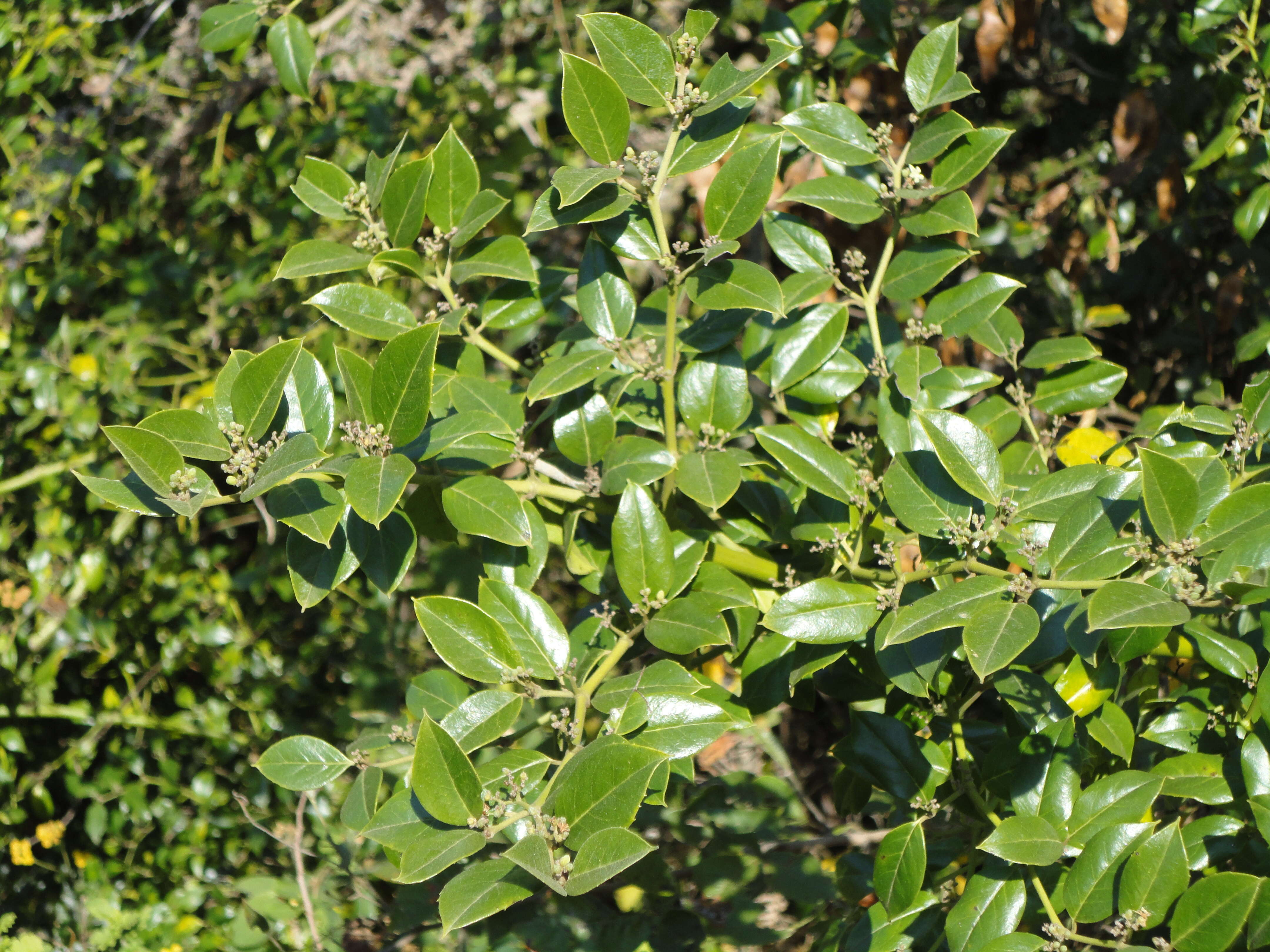 Image of Lemon-thorn