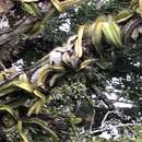 Image of dog-tail cactus