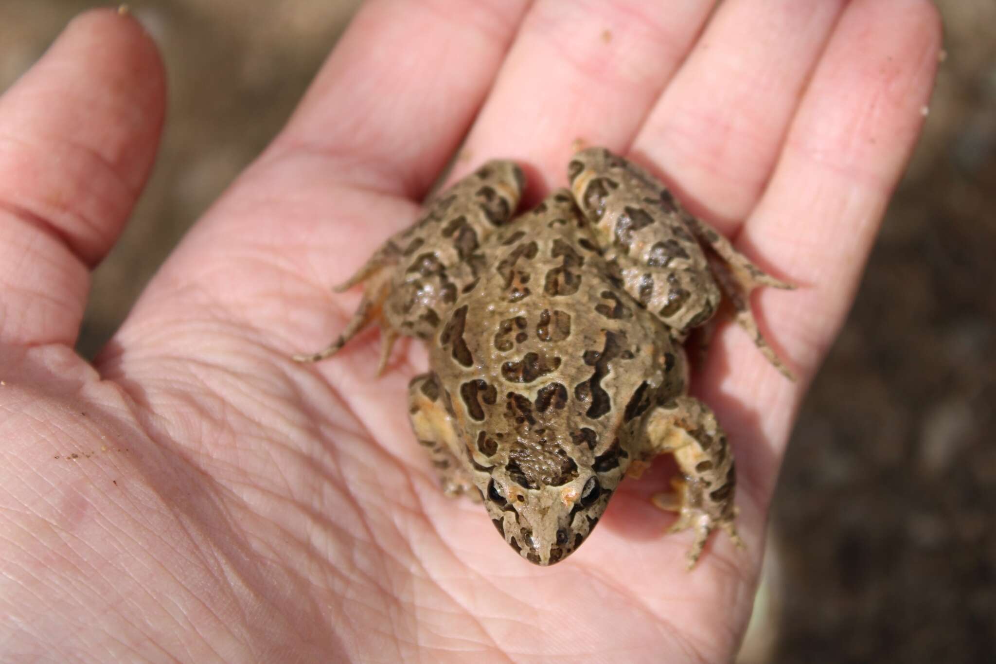 Image of Iberian Painted Frog