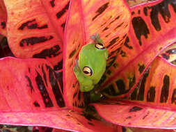 Image of blue-sided leaf frog