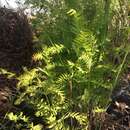 Imagem de Osmunda regalis L.