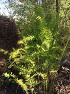 Imagem de Osmunda regalis L.