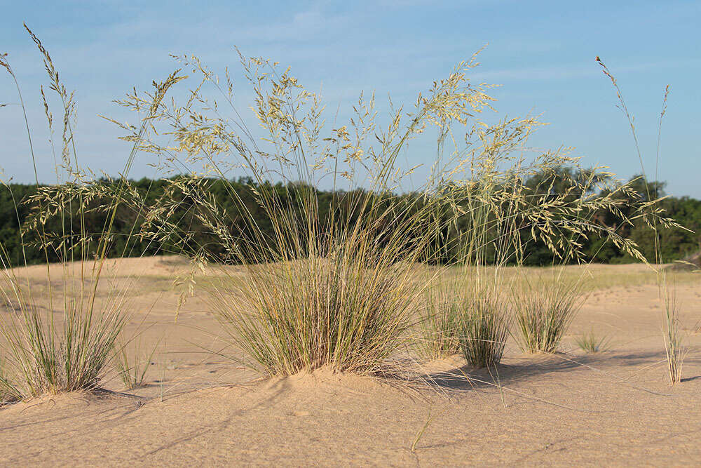 Image of Festuca beckeri (Hack.) Trautv.