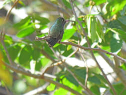 Image of Honduran Emerald