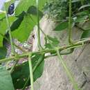 Image of Japanese glorybower
