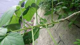 Image of Japanese glorybower
