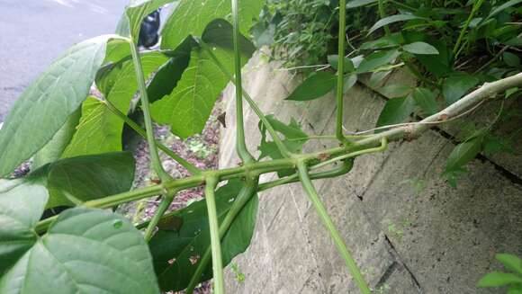 Image of Japanese glorybower