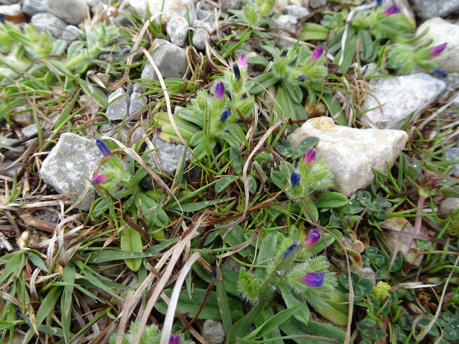 Image of Echium arenarium Guss.