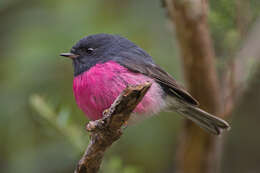 Image of Pink Robin