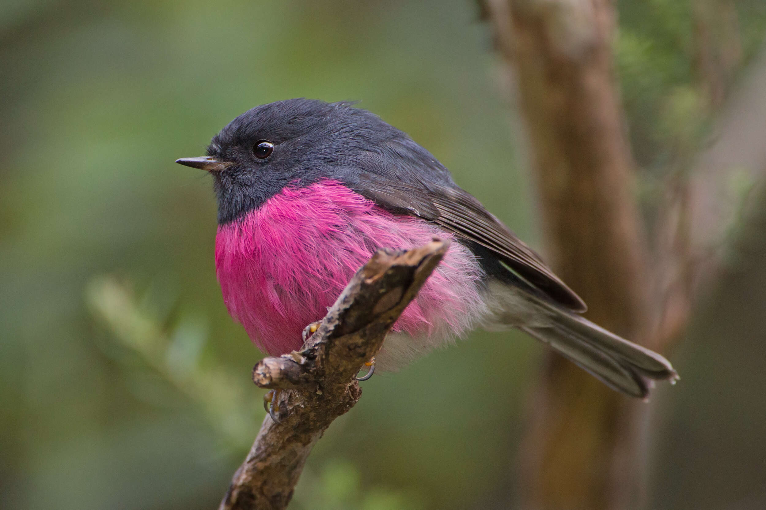 Image of Pink Robin