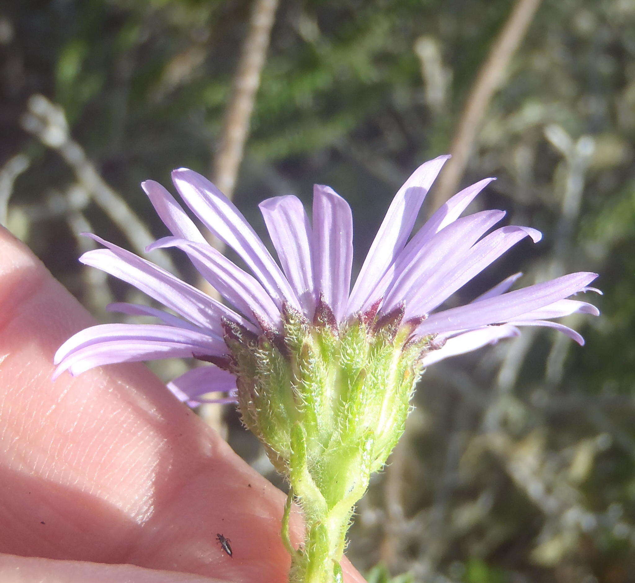 Image of Dune daisy