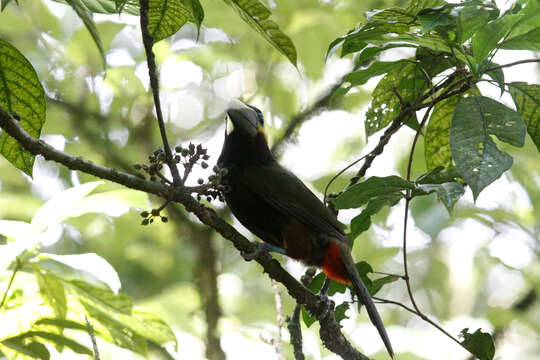 Image of Yellow-eared Toucanet