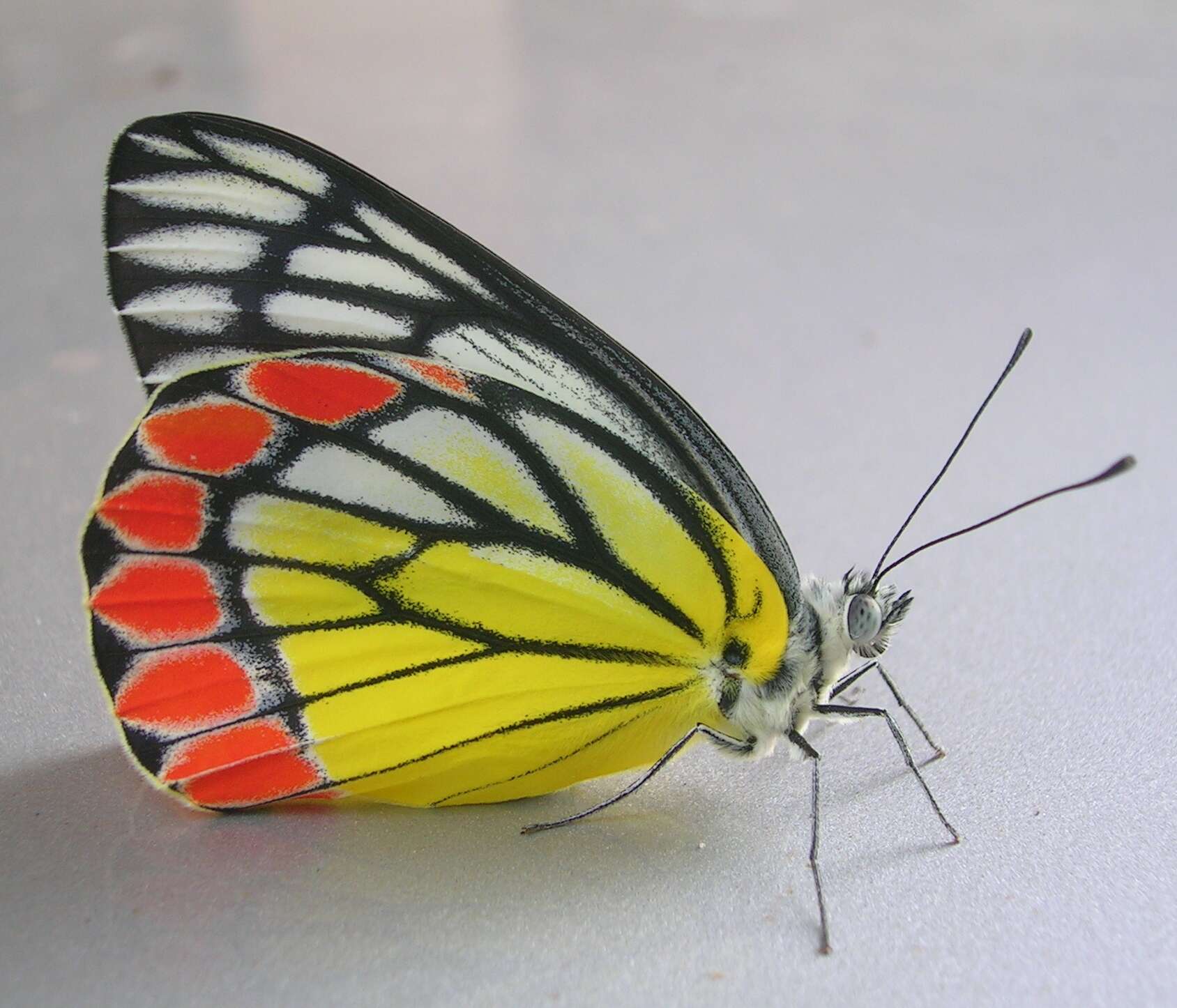 Image of Common Jezebel