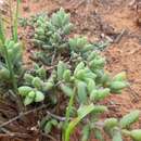 Image of Delosperma echinatum (Lam.) Schwant.