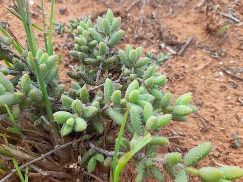 Image of Delosperma echinatum (Lam.) Schwant.