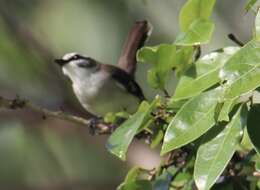 Image of White-browed Robin