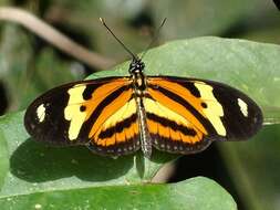 Image of Isabella’s Longwing