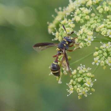 Image de Polybiomyia