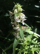 Image of sickletop lousewort