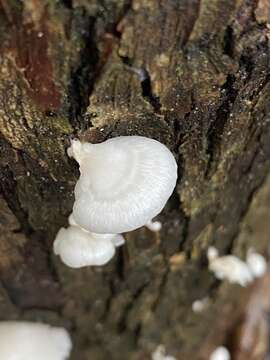 Image of Royoporus spatulatus (Jungh.) A. B. De 1996