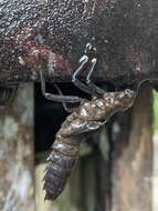 Image of Tropical Cascade Darner