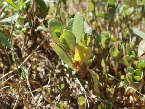 Image of common purslane