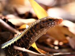 Image of western Girdled Lizard