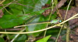 Image of coromandel marsh dart