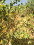 Image of saltmarsh dodder