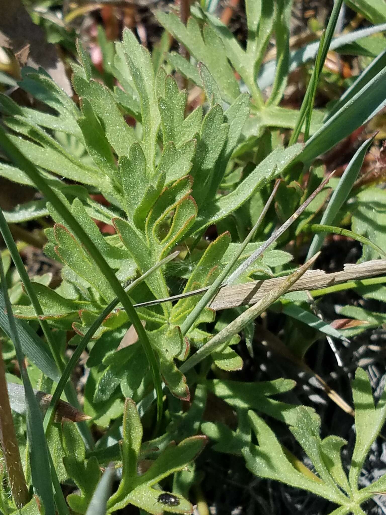 Image of birdfoot checkerbloom