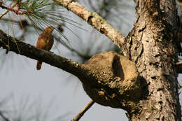 Image of Rufous Hornero