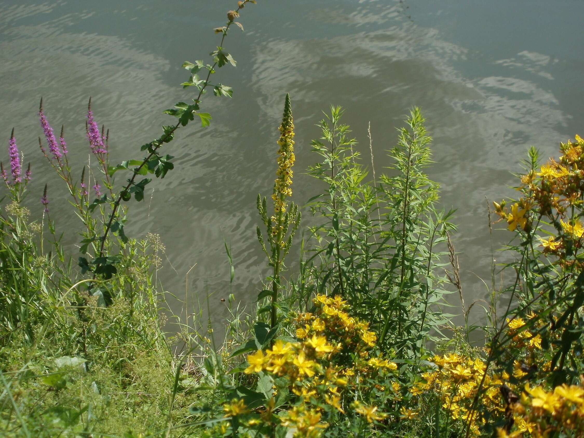 Image of Dark Mullein