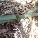 Image of Clivia nobilis Lindl.