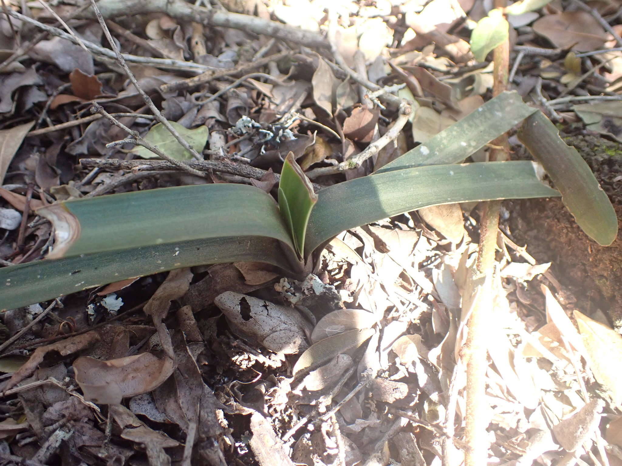 Image of Clivia nobilis Lindl.