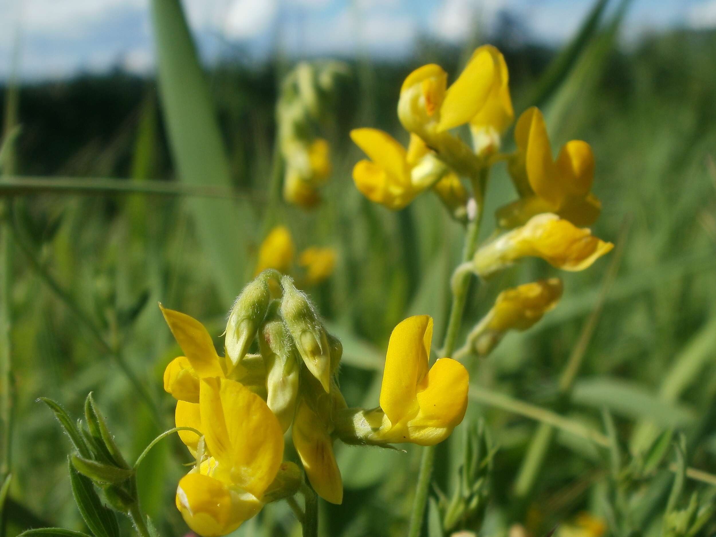 Слика од Lathyrus pratensis L.