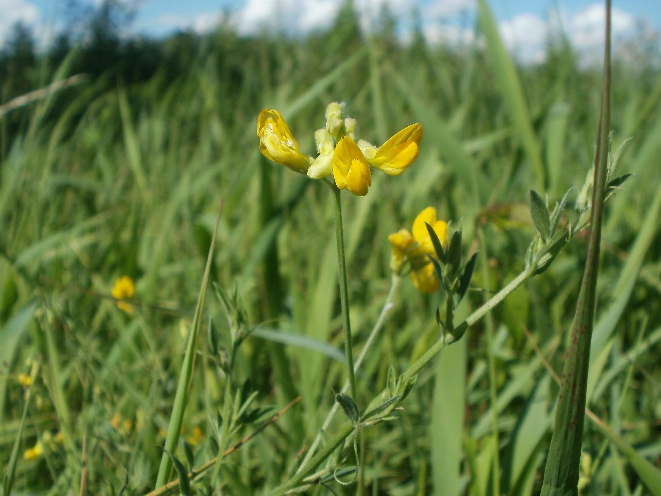 Слика од Lathyrus pratensis L.