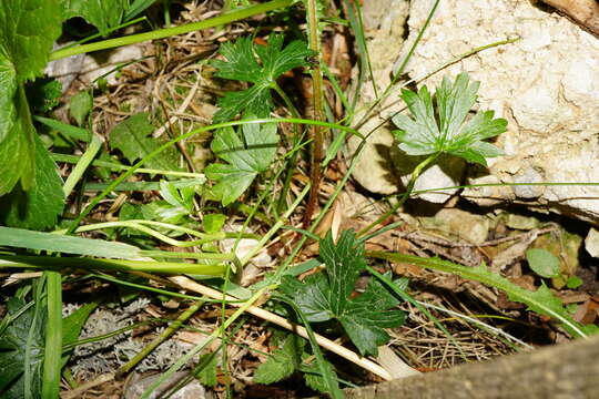 صورة Ranunculus montanus Willd.