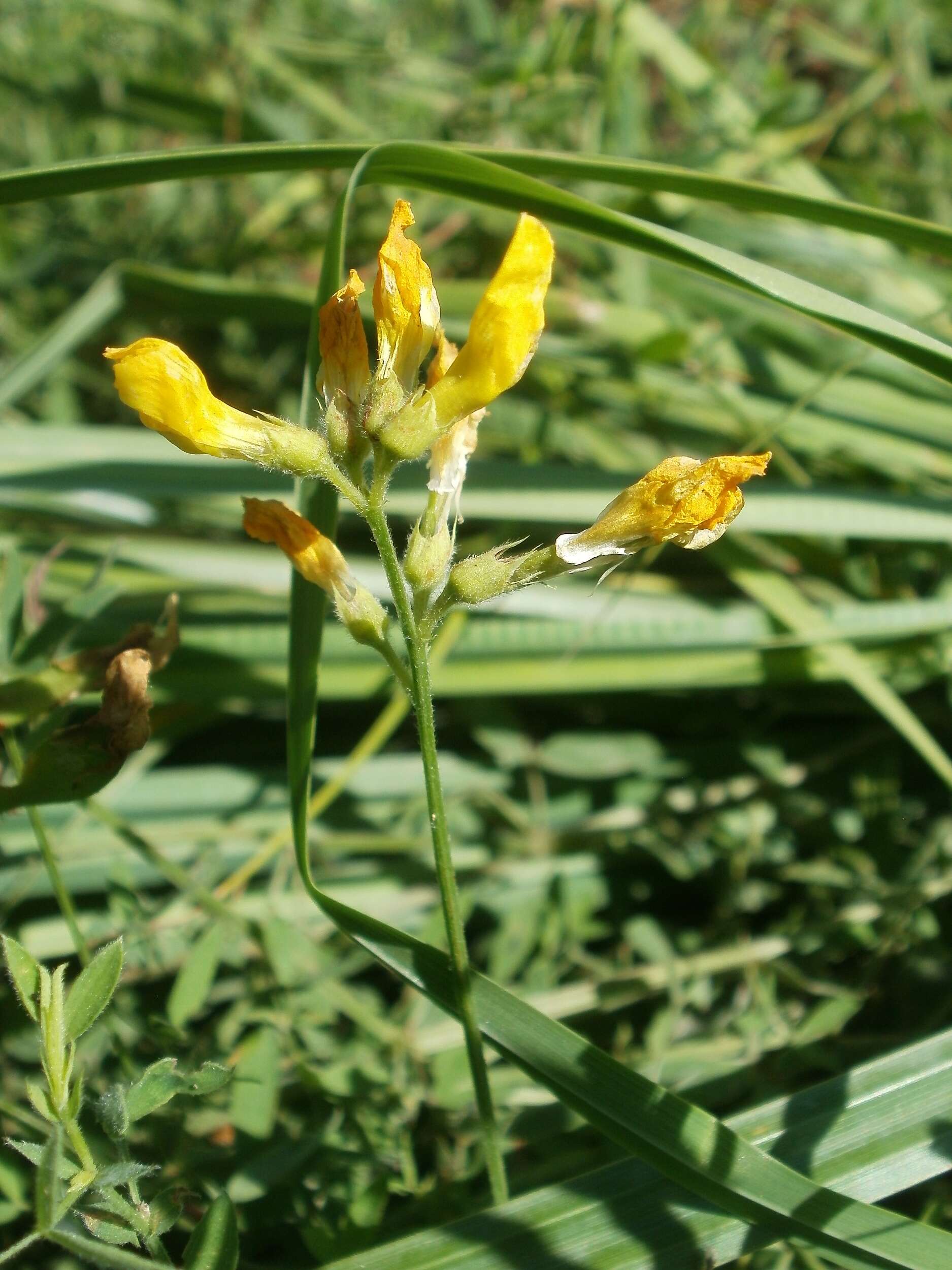 Image of meadow pea