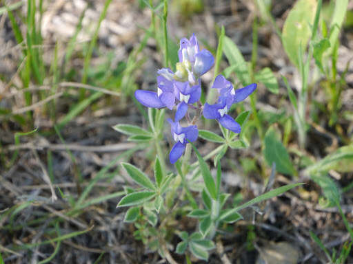 Image of Texas lupine