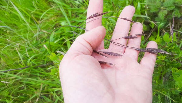 Image of California brome