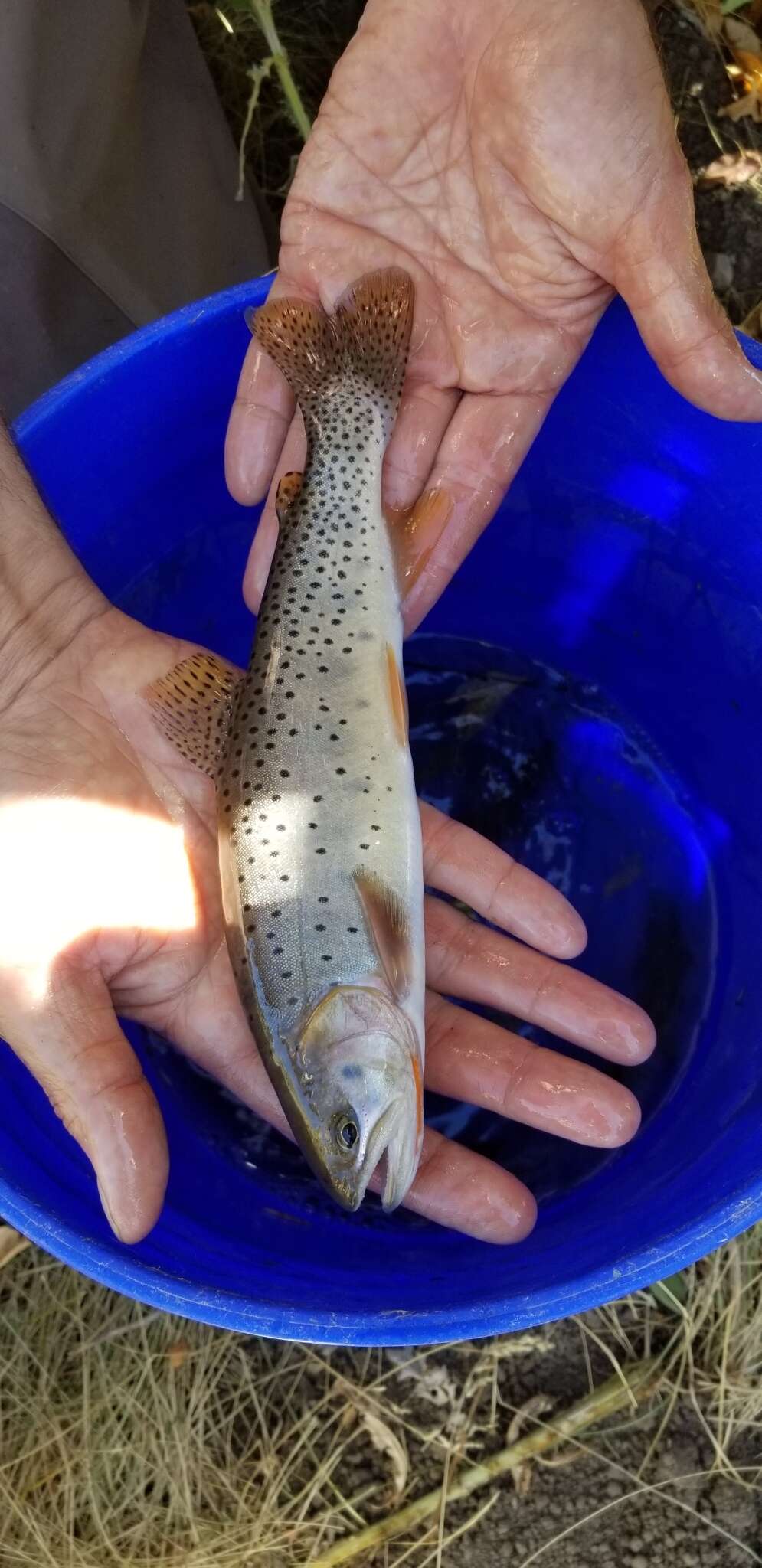 Image of cutthroat trout