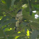 Image of Black-capped Becard