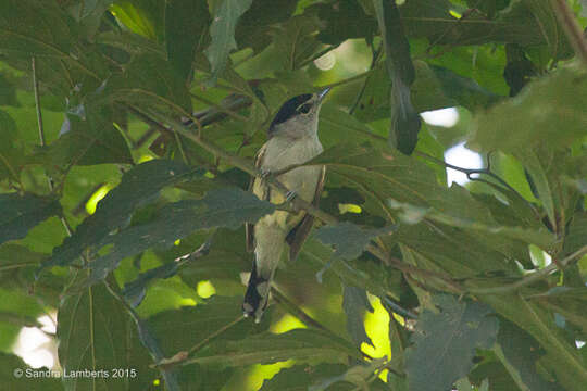 Pachyramphus marginatus (Lichtenstein & Mhk 1823) resmi