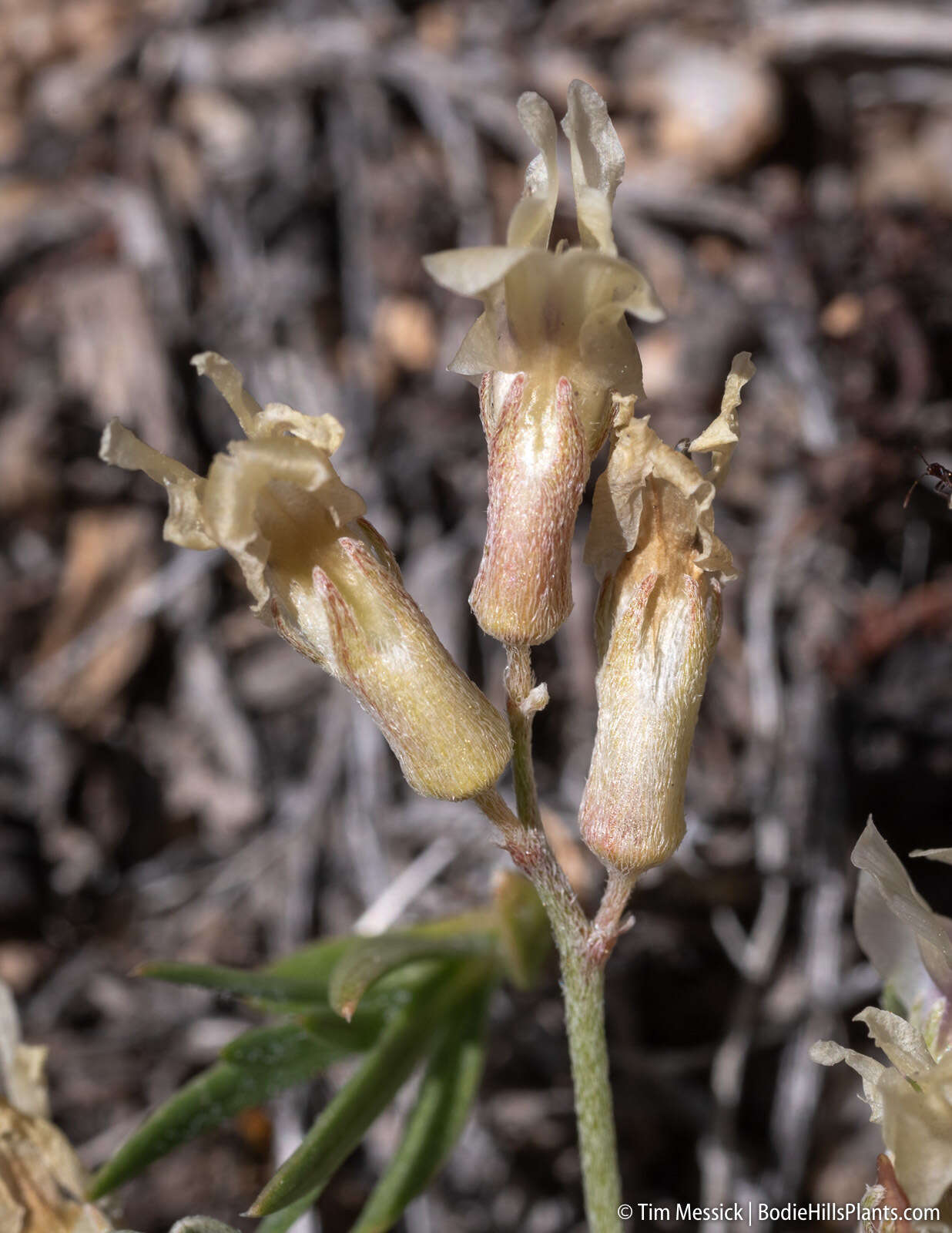 Sivun <i>Astragalus <i>calycosus</i></i> var. calycosus kuva