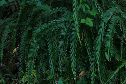 Image of Mexican Umbrella Fern