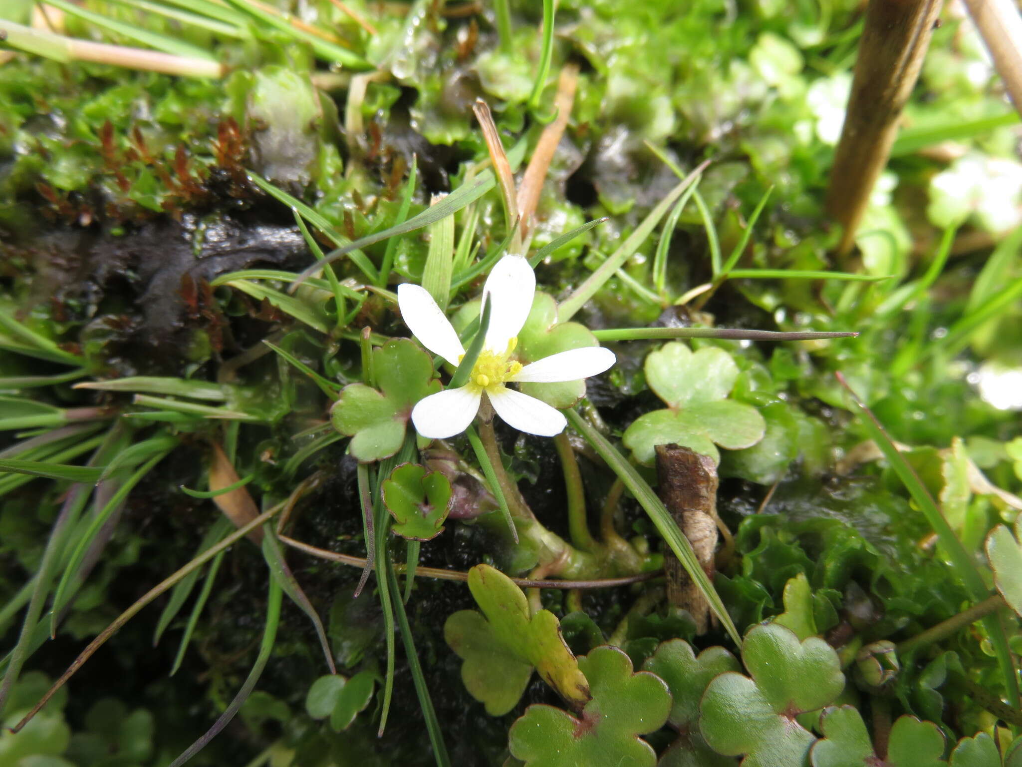 Image of Ranunculus omiophyllus Ten.