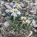 Image of Indian Canyon fleabane