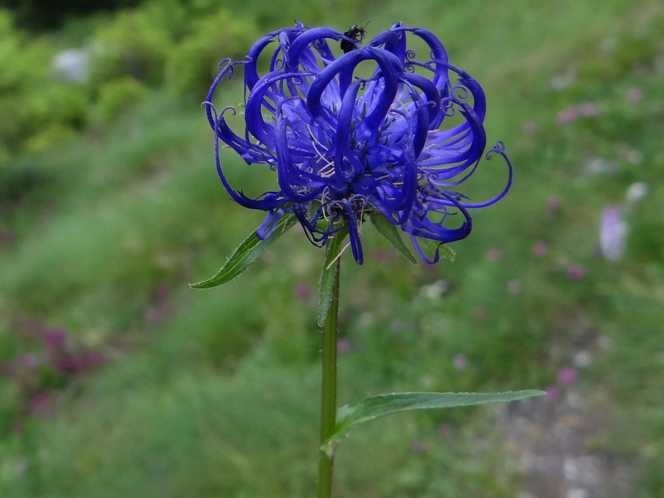 Image of Round-headed Rampion